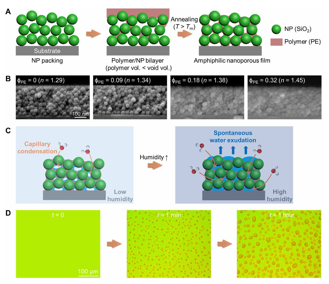 Hình 1: Sơ đồ mô tả sự hình thành giọt nước kích thước lơn trên các màng PINFs mao dẫn nano lưỡng tính. (A) Minh họa sơ đồ quy trình chế tạo màng thông qua kỹ thuật thâm nhập do bằng mao dẫn (CaRI). (B) Ảnh hiển vi điện tử quét (SEM) mặt cắt ngang của các màng [màng hạt nano SiO2 (22 nm) thâm nhập PE, độ dày ~250 nm] theo sự biến thiên của ΦPE. Ký hiệu n biểu thị chiết suất hiệu dụng của màng tại bước sóng 632,8 nm. (C) Sơ đồ minh họa quá trình hình thành đẳng nhiệt của các giọt nước ở quy mô vĩ mô trên bề mặt màng dưới áp suất hơi bão hòa. Màng ngưng tụ mao dẫn hơi nước vào các khoảng trống rỗng trong điều kiện chưa bão hòa, sau đó dịch ngưng tụ mao dẫn trong các khoảng trống này tự tiết ra bề mặt màng. (D) Ảnh hiển vi quang học nhìn từ trên xuống của các giọt nước kích thước lơn hình thành đẳng nhiệt trên bề mặt màng [màng hạt nano SiO2 (7 nm) thâm nhập PE, độ dày ~370 nm với ΦPE  = 0,13] ở độ ẩm tương đối (RH) 97%.