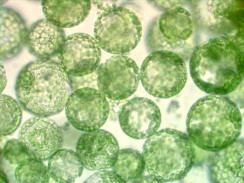 Giải pháp kính hiển vi cho nuôi cấy tế bào